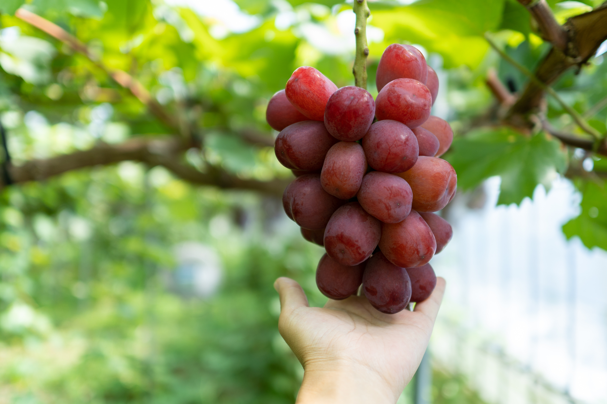 秋ぶどう新品種が登場 輝らり果樹園 Kirari Fruits Farm 愛媛県西条市の果樹園