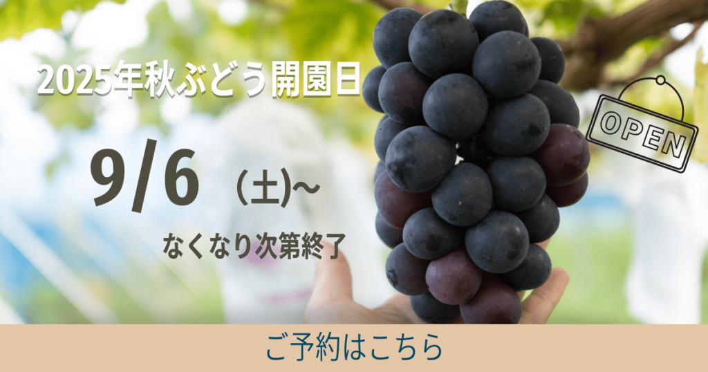 2025秋ぶどう